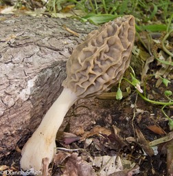 Morchella diminutiva0161
