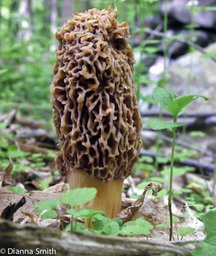 Morchella esculentoides3316
