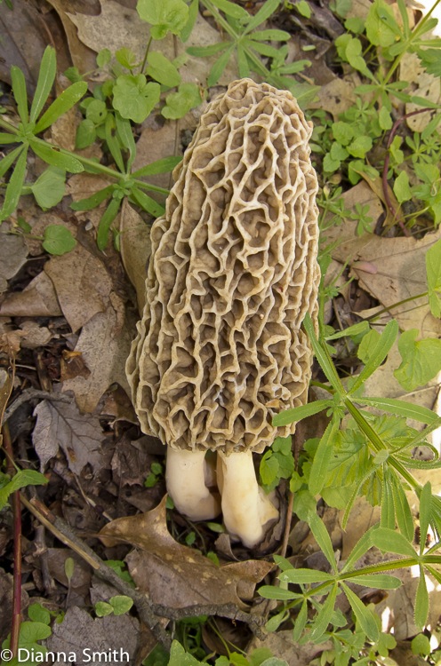 Morchella esculentoides 0052