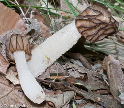 Morchella semilibera1020820