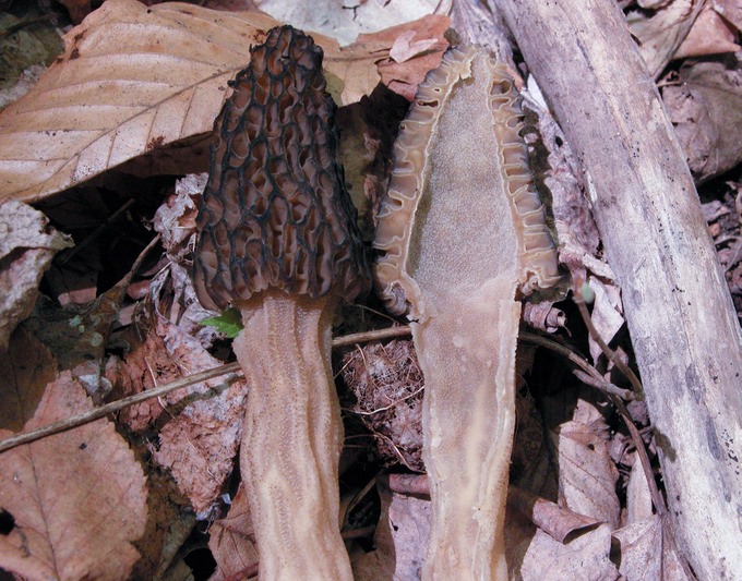 Morchella elata9644