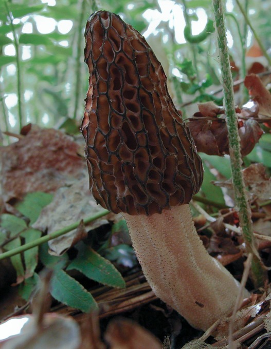 Morchella elata9647
