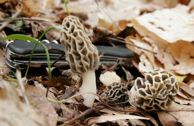 Morchella esculenta1933