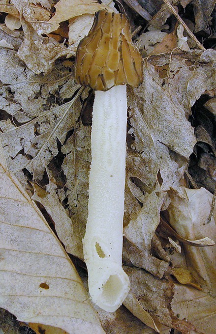 Morchella semilibera9654