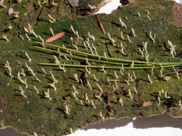 Multiclavula mucida1020297