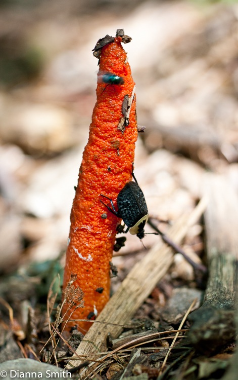 Mutinus elegans01150