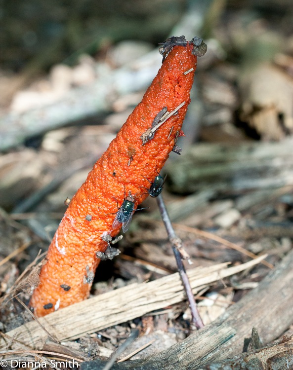 Mutinus elegans01155