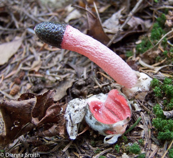 Mutinus ravenellii4901