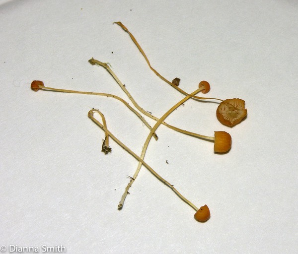 Mycena acicula2404