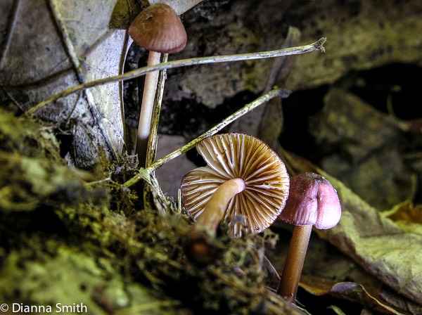 Mycena atkinsoniana1855