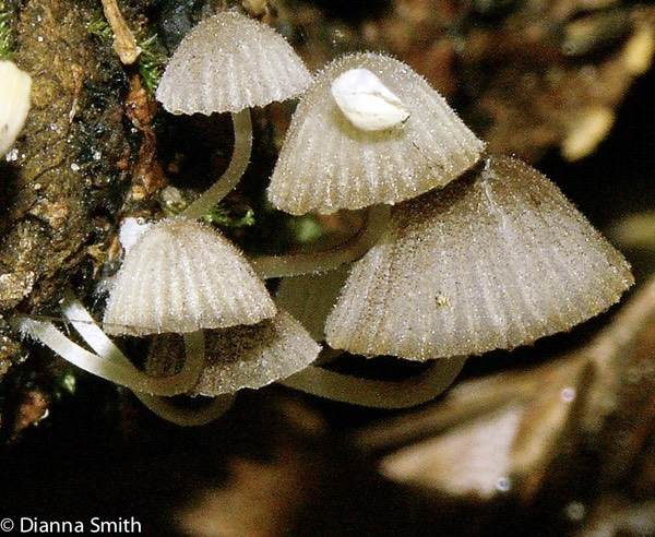 Mycena corticola0578