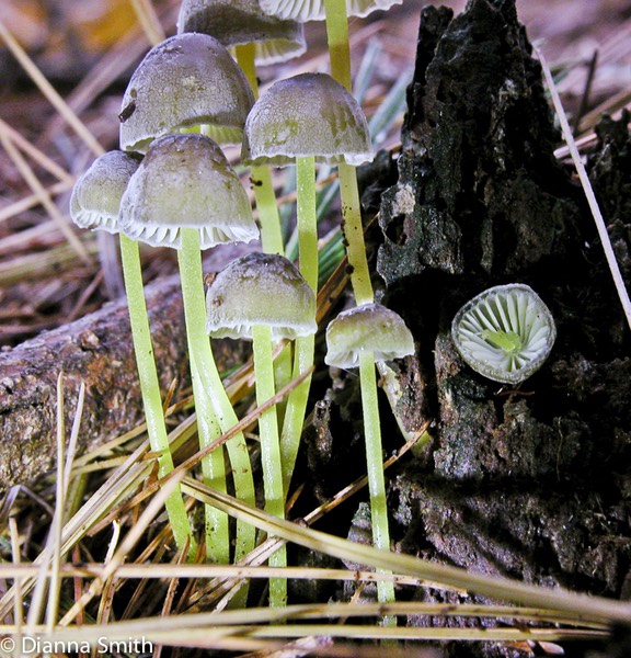 Mycena epipterygia var. lignicola2455