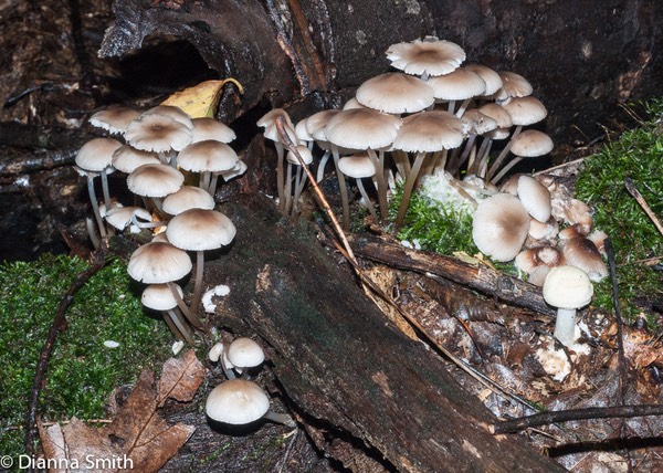 Mycena galericulata03744