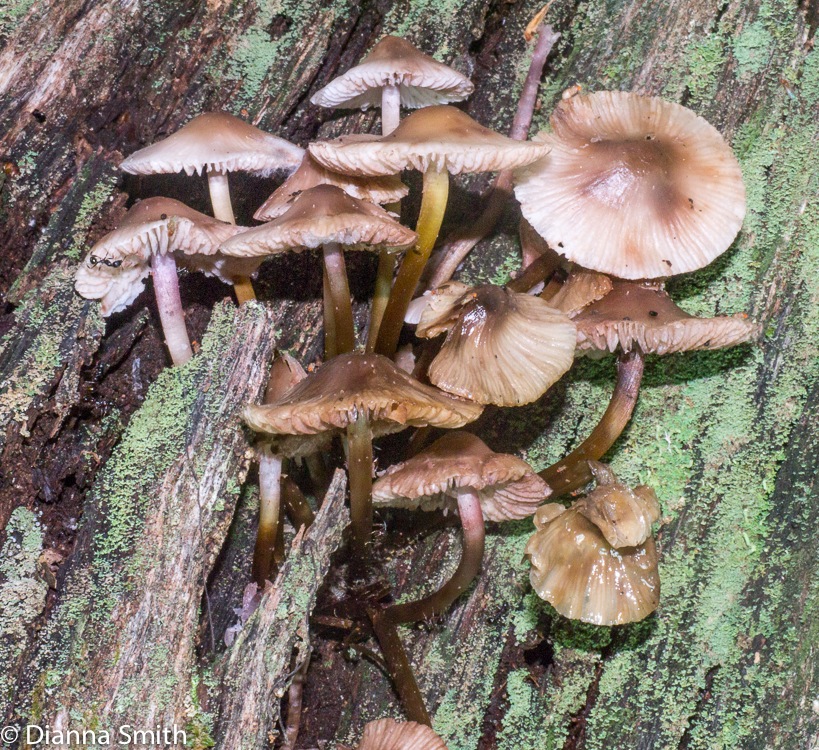 Mycena galericulata1010546