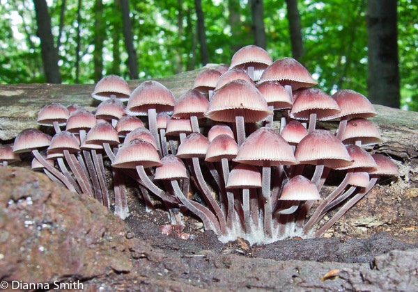 Mycena haematopus09090050