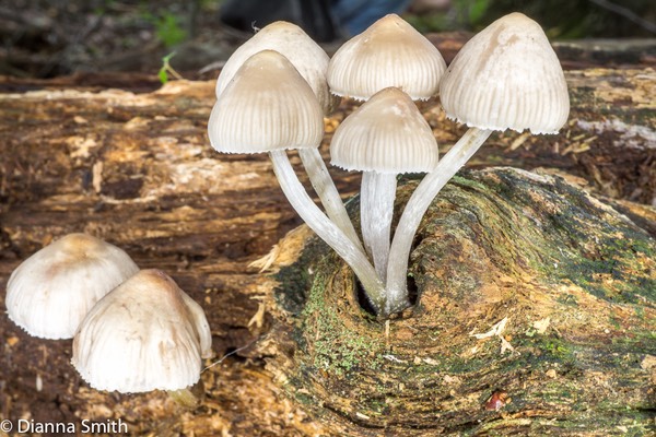 Mycena inclinata03654