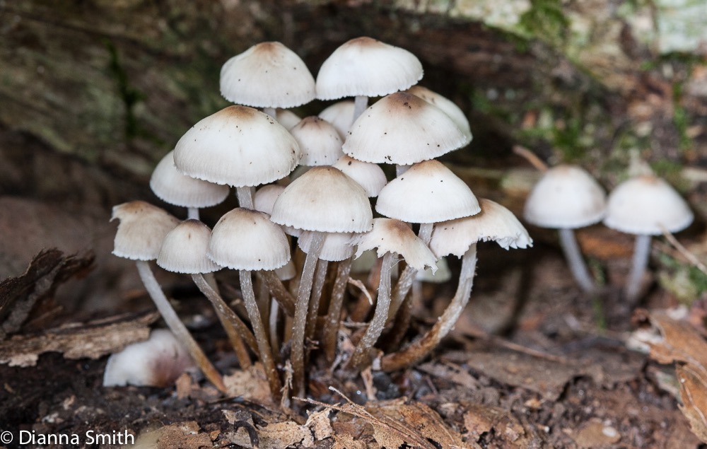 Mycena inclinta6164
