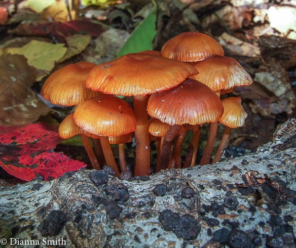 Mycena leaiana10050074