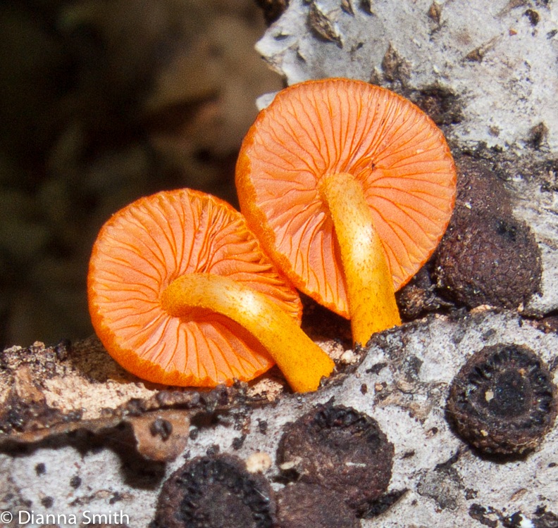 Mycena leaiana2908