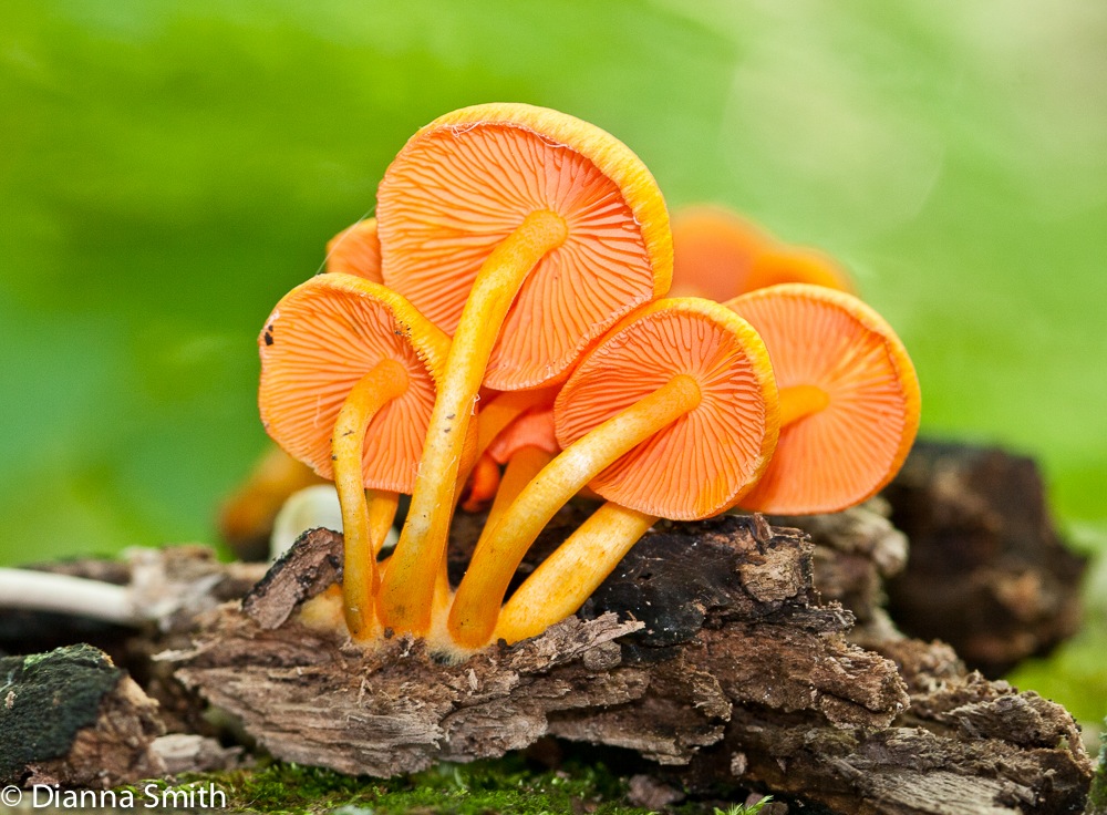 Mycena leaiana5019