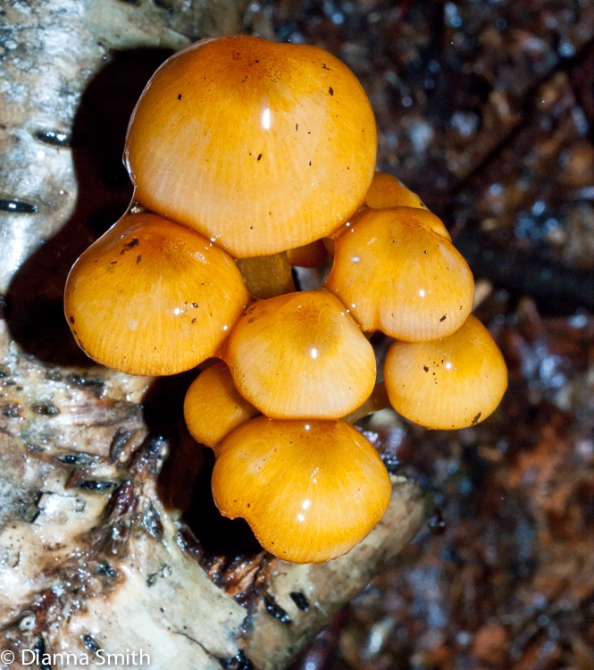 Mycena leiana02092