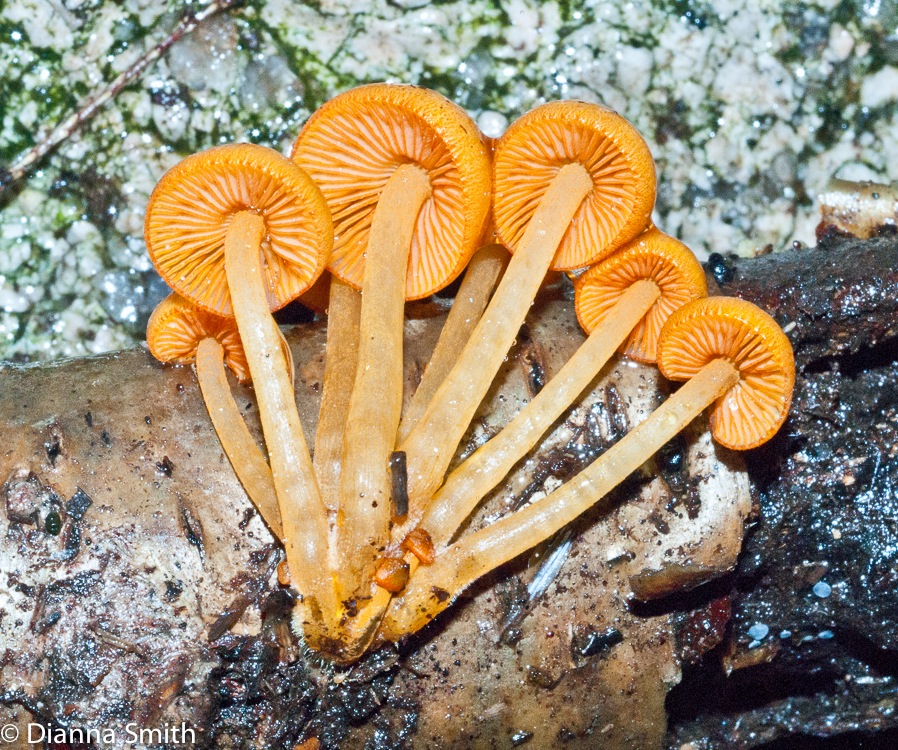Mycena leiana02093