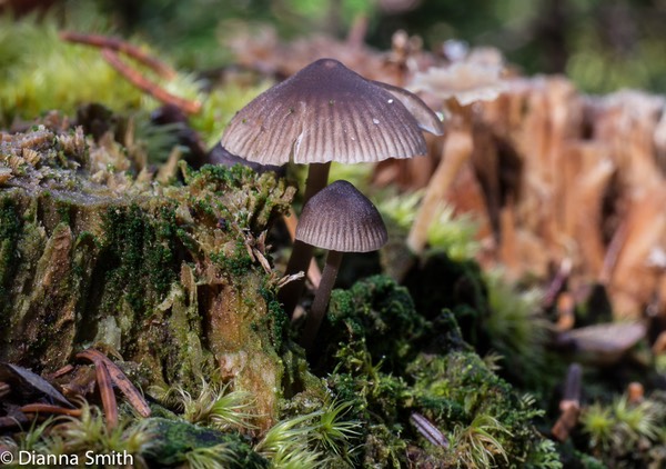 Mycena leptocephala1030198