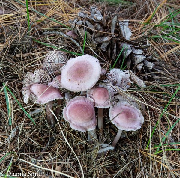 Mycena pura 03859