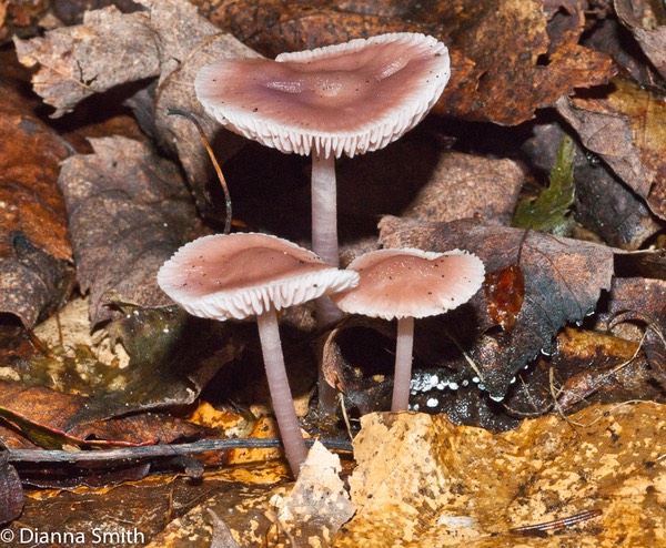 Mycena pura01790