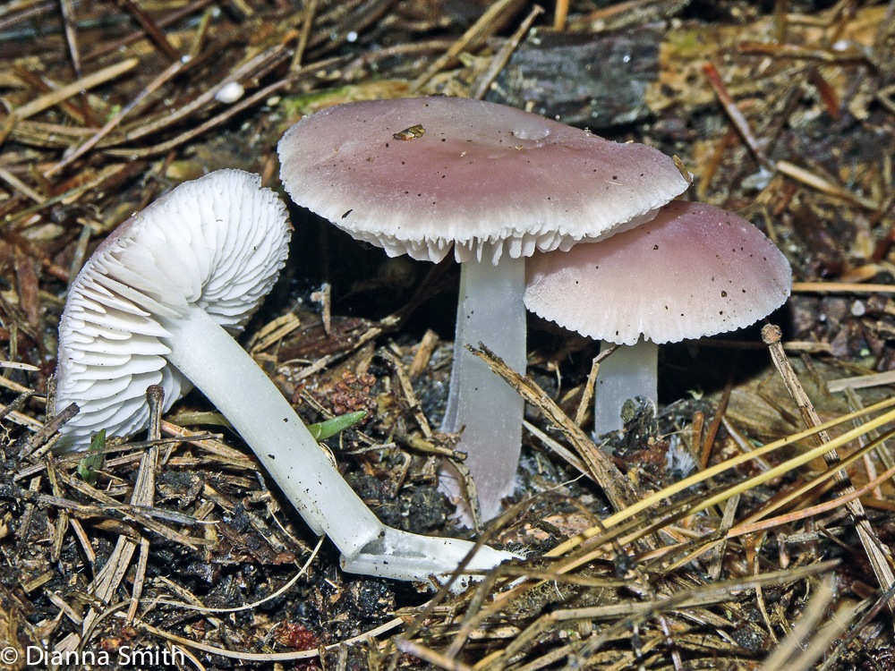 Mycena pura3862