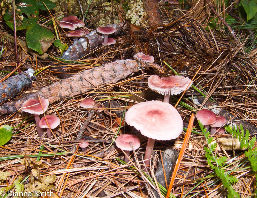 Mycena pura5936