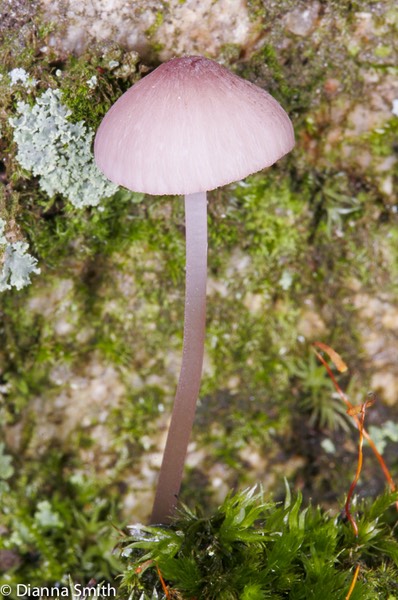 Mycena sanguineolenta2614