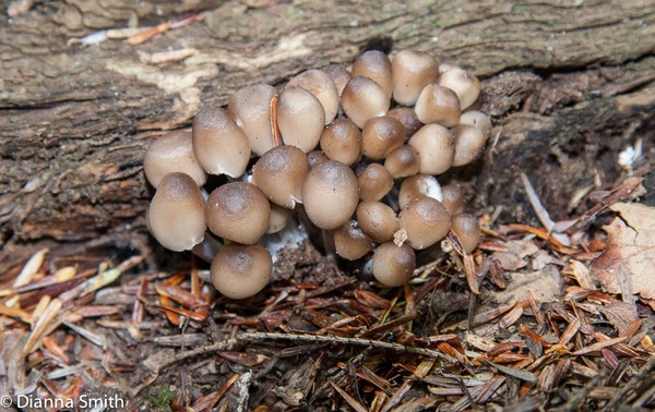 Mycena semivestipes 5303