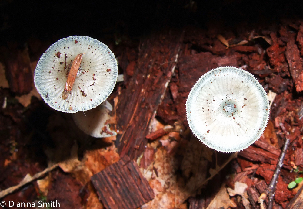 Mycena subcaerulea1767