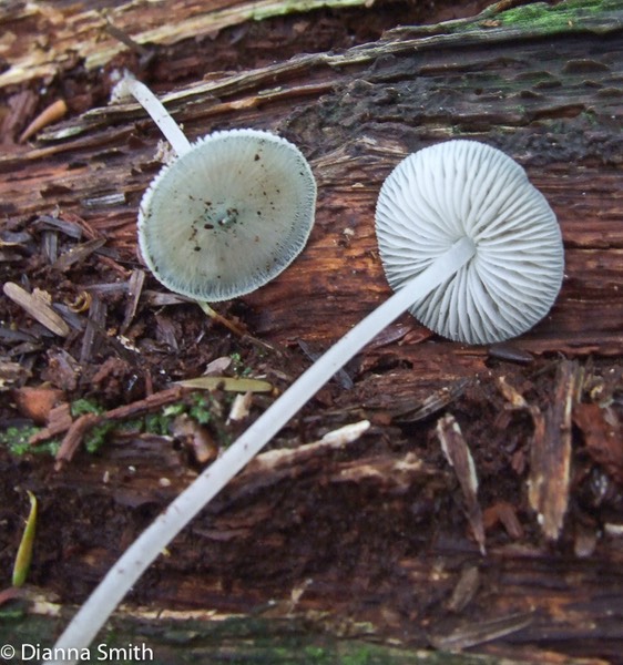 Mycena subcaerulea1775