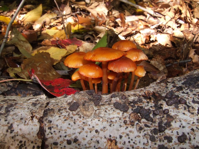 Mycena leaiana10050073