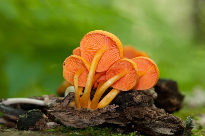 Mycena leaiana5019