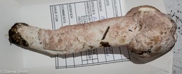 Mycogone rosea02700