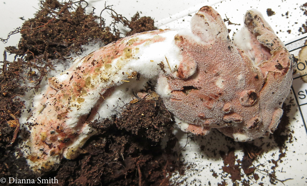 Mycogone rosea 0071