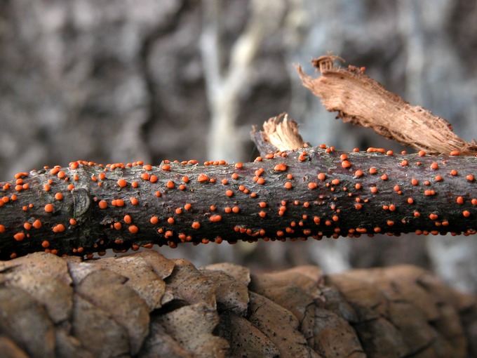 Nectria cinnabarina1092