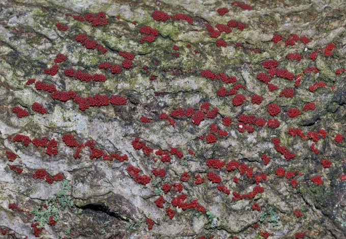 Nectria coccinea or cinnabarina02933