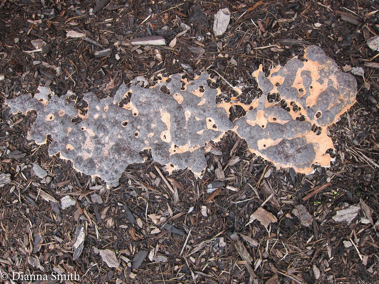 Nectriopsis violacea on Fuligo septica 1892