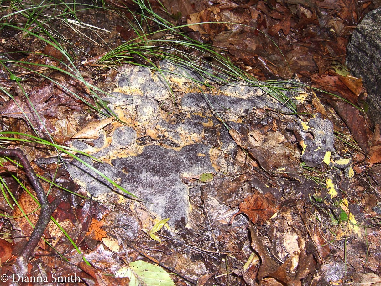 Nectriopsis violacea on Fuligo septica 1544