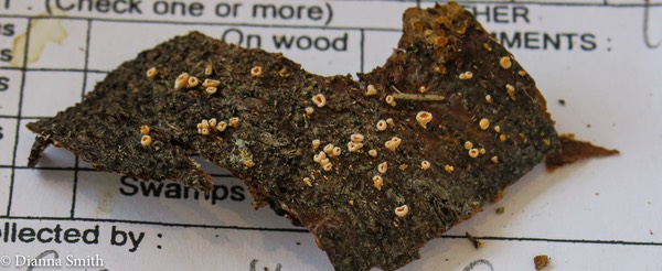 NEMF Lachnellula agassizii 0868