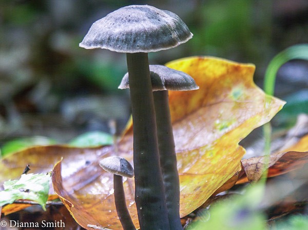 Neohygrocybe subovina (Hygrophorus subovinus)0731