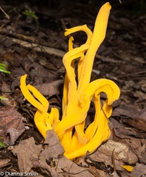 Neolecta irregularis? 01951