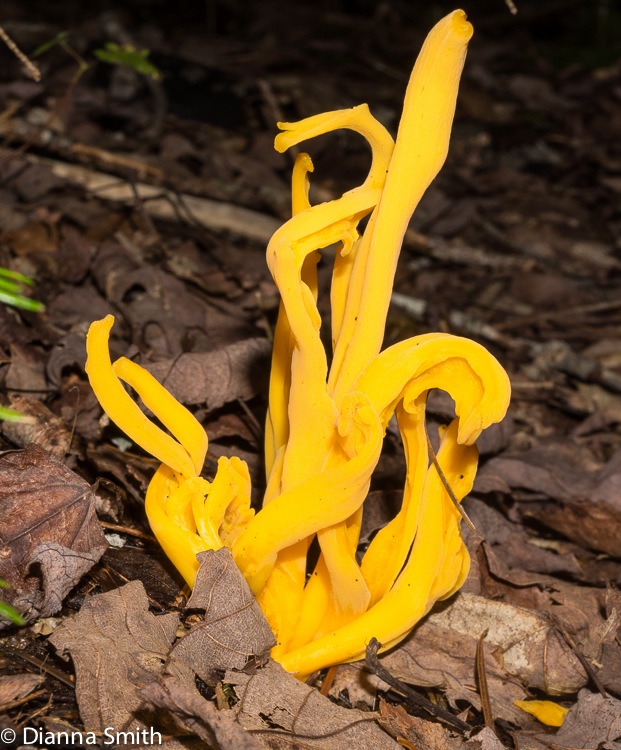 Neolecta irregularis? 01951