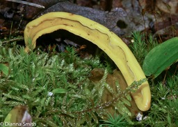 Neolecta irregularis1632