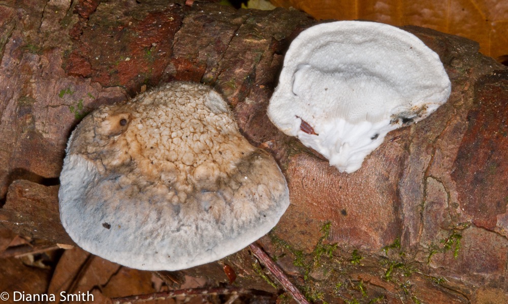 Oligoporus caesius6841