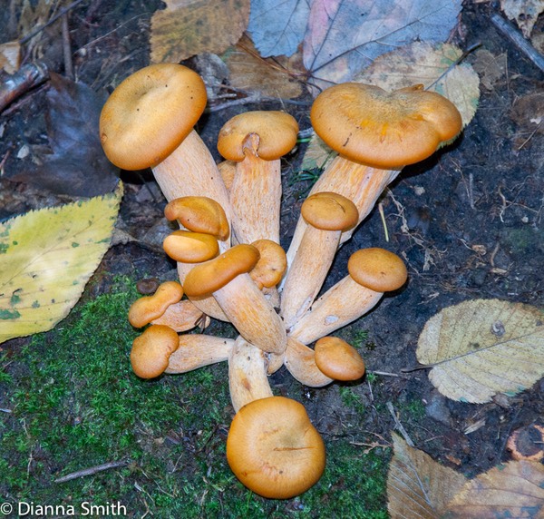 Omphalotus illudens 06195